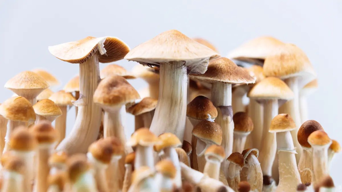 5 Fakta Magic Mushroom yang Berbahaya, Jangan Coba-coba!