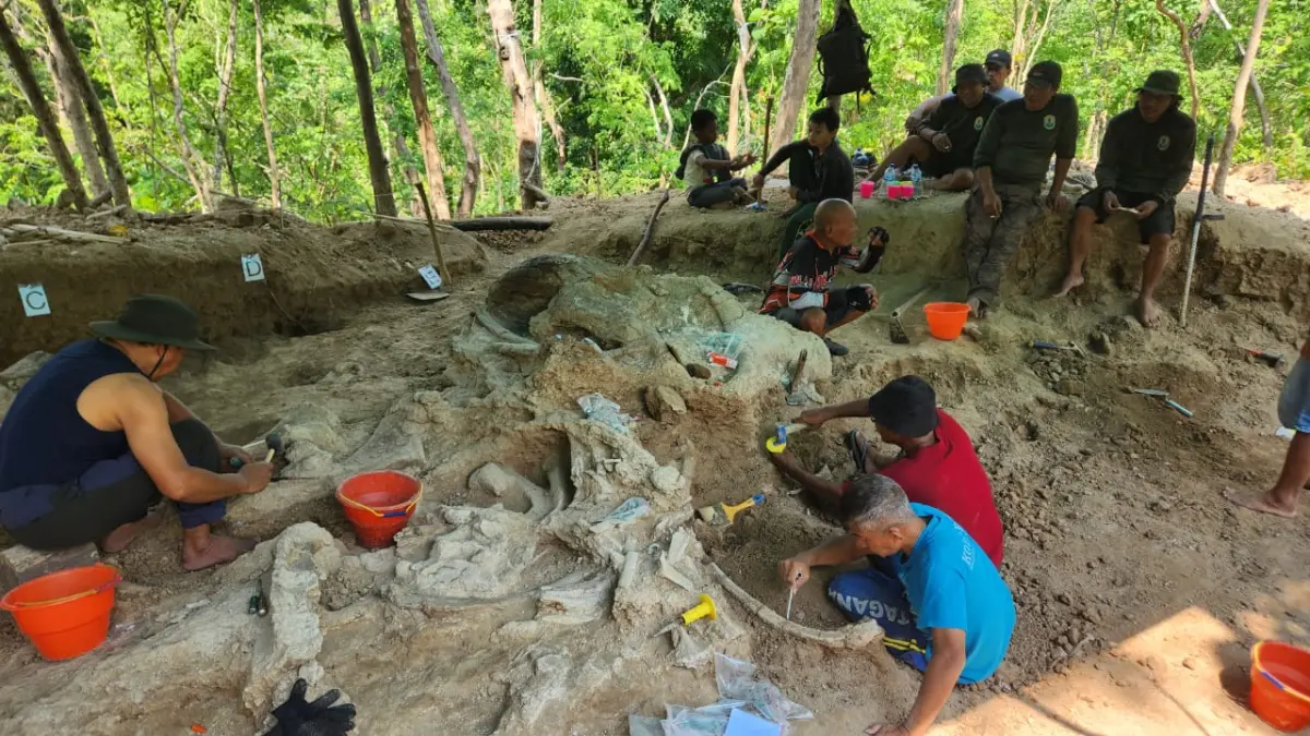 Tim Geologi Bandung Temukan Fosil Gajah Purba Berusia 800 Ribu Tahun di Nganjuk Tim Geologi Bandung Temukan Fosil Gajah Purba Berusia 800 Ribu Tahun di Nganjuk