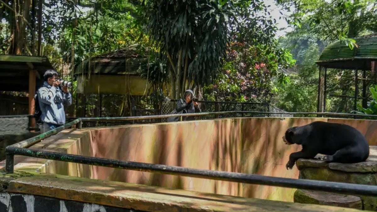 Polemik Bandung Zoo, Aliansi Bandung Melawan akan Laporkan Pemkot Bandung ke KPK 