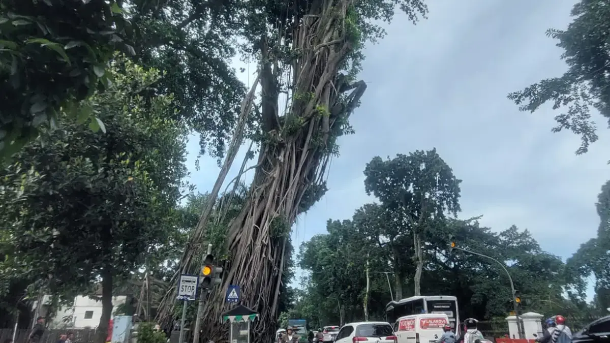 Pohon Karet Kebo berusia lebih dari 70 tahun yang berdiri di pintu keluar Balai Kota Bogor terancam ditebang k