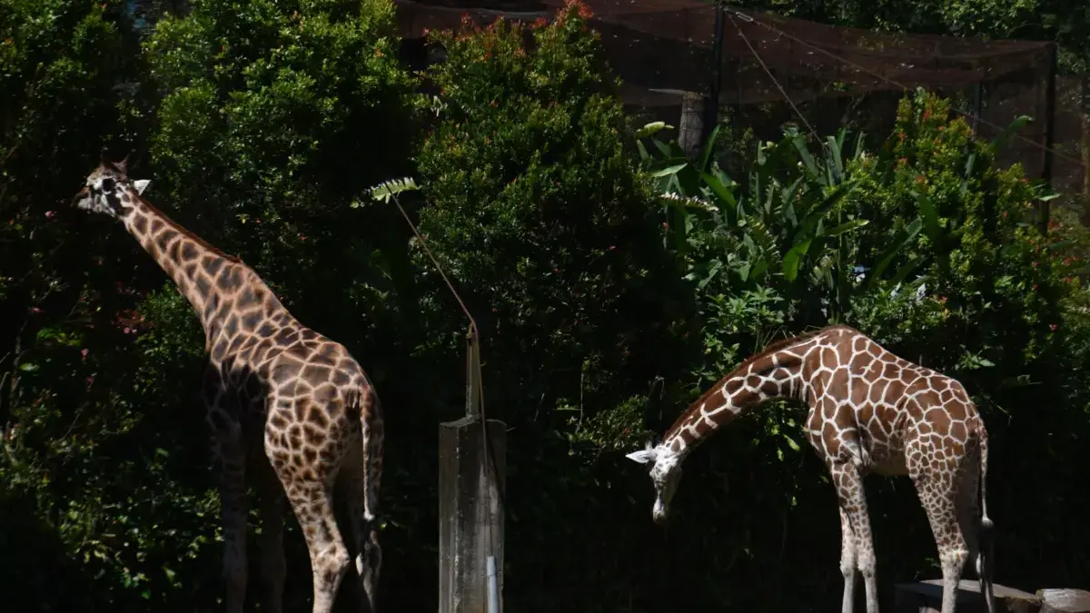 Persoalkan Penutupan Bandung Zoo, FK3I Pusat Sorot Sikap Pemkot