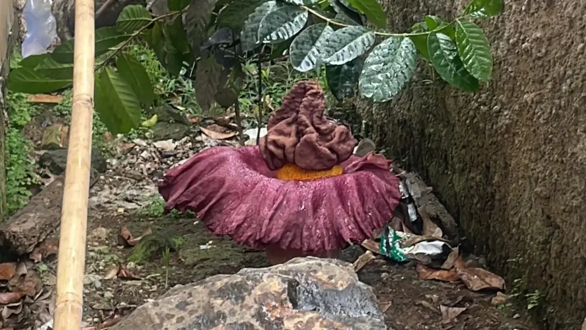 Bunga Bangkai Mekar di Baleendah, Bau Menyengat Tercium hingga 300 Meter bunga bangkai yang menimbulkan bau menyengat hingga tercium ratusan meter di Kampung Cilebak, Desa Rancamanyar