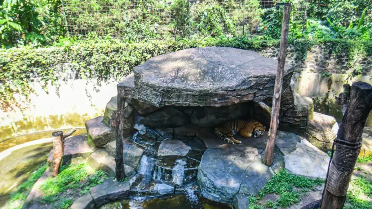Satwa Bandung Zoo Alami Perubahan Perilaku Selama Penutupan Seekor harimau tertidur di Kebun Binatang Bandung, Kota Bandung, Jumat (17/10). Foto: Dimas Rachmatsyah / Jaba