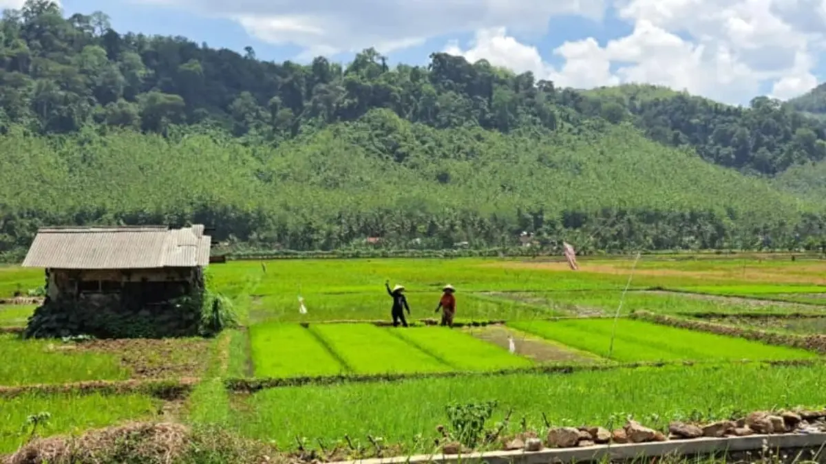 Harga Pupuk Subsidi Turun 20 Persen, Petani Banjar Sorak Sorai