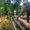 Bandung Zoo Buka Terbatas, Anak PAUD Kembali Bersemangat