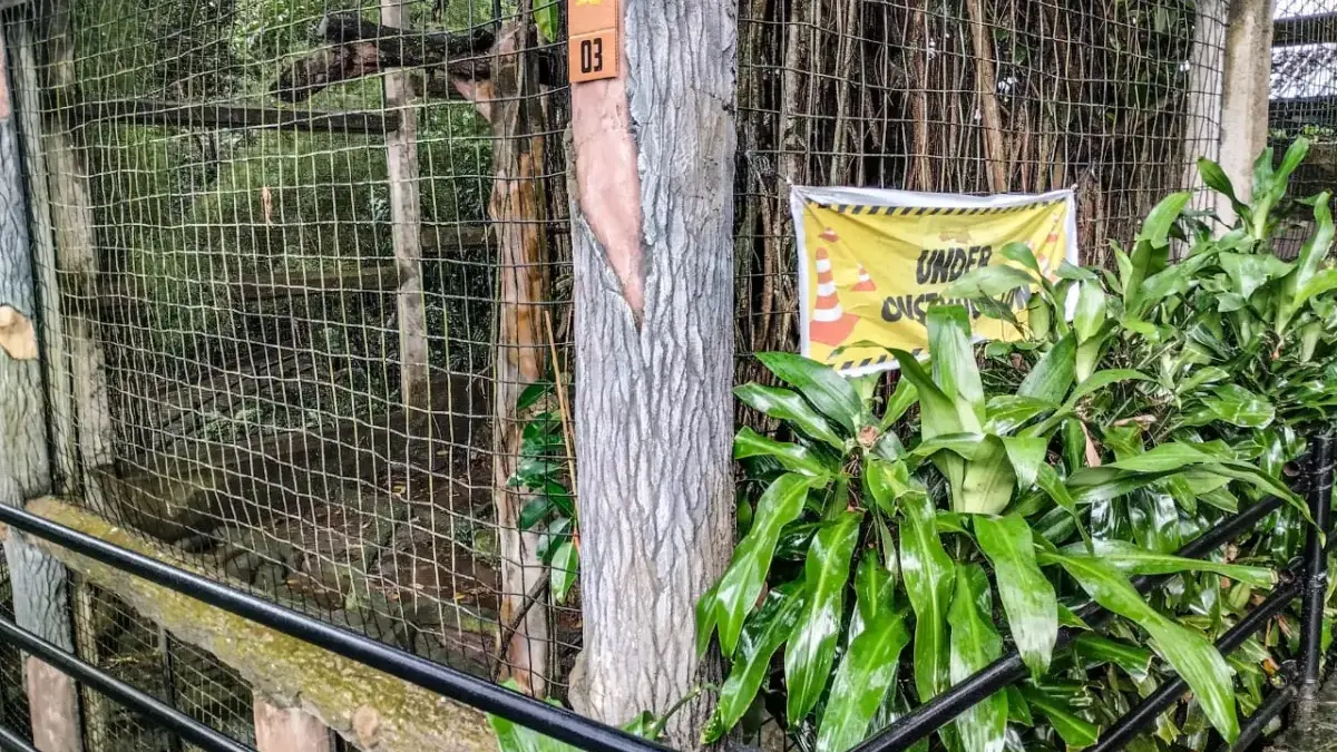 Terkuak! Perbaikan Besar-besaran Bandung Zoo, Siap-siap!