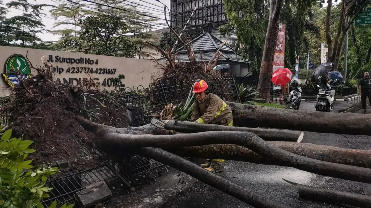 Pohon Tumbang Sempat Tutup Jalan Surapati Bandung Pohon Tumbang Sempat Tutup Jalan Surapati Bandung
