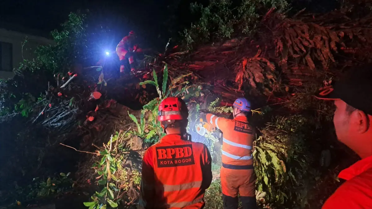 Pohon Bunut Tumbang Tutupi Jalan Kapten Muslihat Bogor, Evakuasi Berlangsung Hampir 8 Jam 