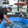 Pengunjung mengambil ikan hias kedalam jaring saat Bazar Gemar Makan Ikan, di halaman Kantor DKPP Kota Bandung