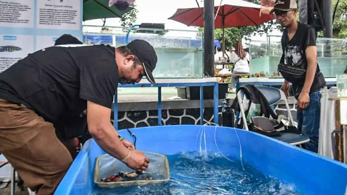 Menilik Bazar Gemar Makan Ikan di Kota Bandung Pengunjung mengambil ikan hias kedalam jaring saat Bazar Gemar Makan Ikan, di halaman Kantor DKPP Kota Bandung