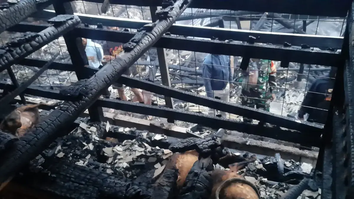 Si Jago Merah Mengamuk Sumedang, Puluhan Ekor Domba Terpanggang