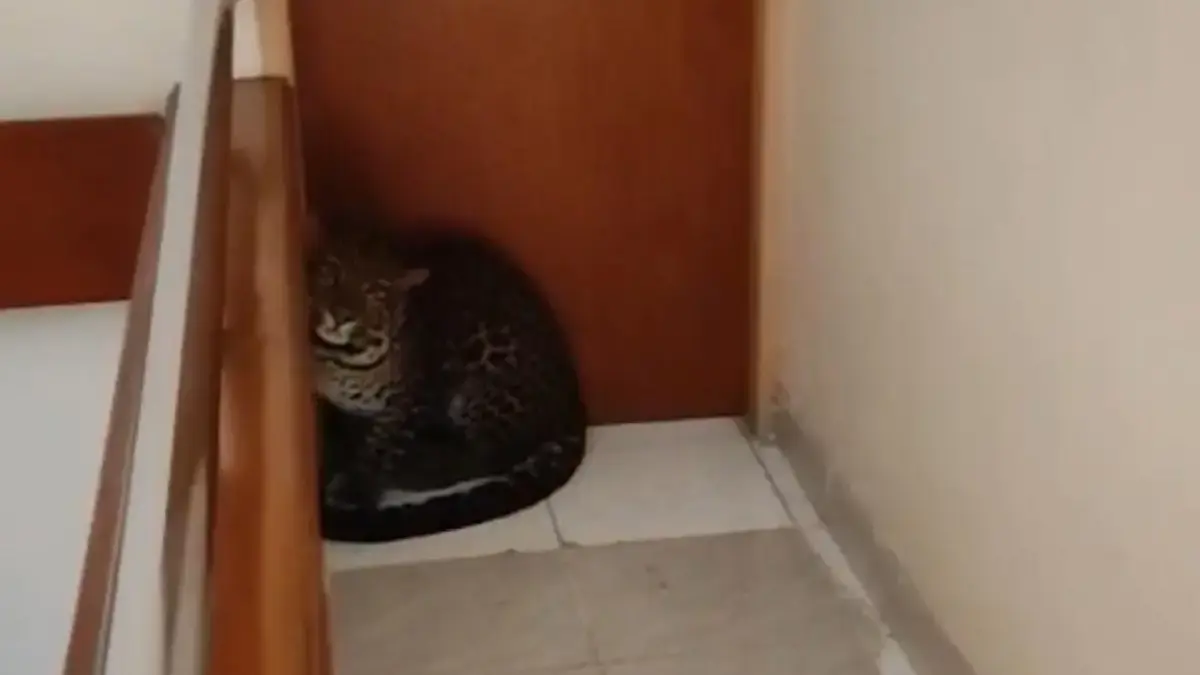 Bikin Panik Tamu Hotel di Bandung, Macan Tutul Berhasil di Evakuasi Tim Gabungan Heboh! Macan Tutul Masuk Hotel di Sukasari Bandung, Satwa Lembang Park Zoo?