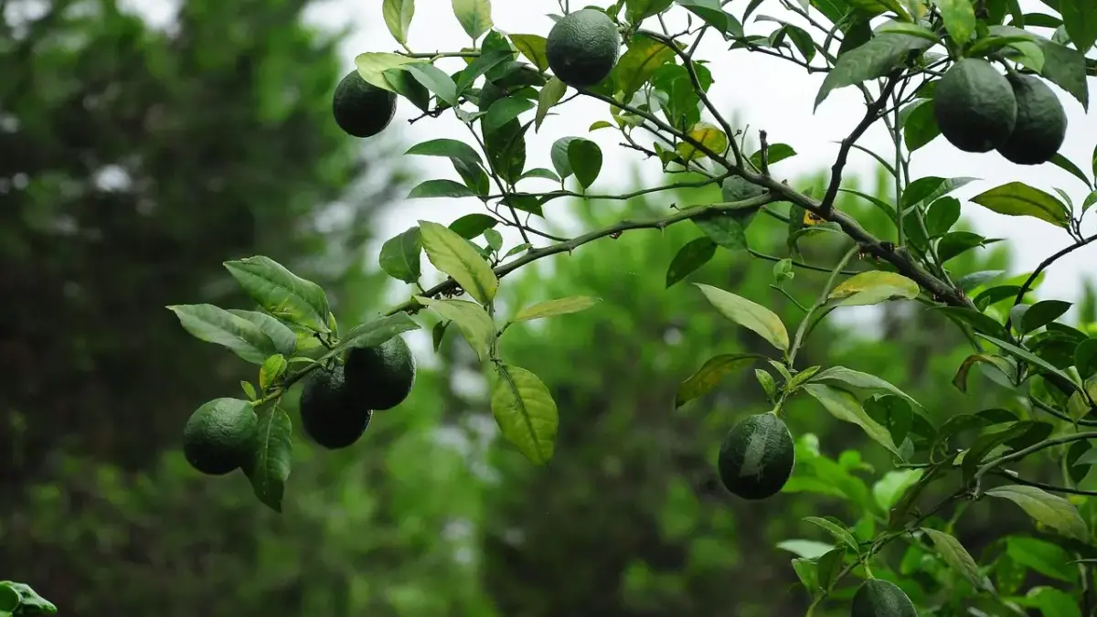 10 Buah-buahan yang Cocok Jadi Tanaman Hias di Rumah 10 Buah-buahan yang Cocok Jadi Tanaman Hias di Rumah