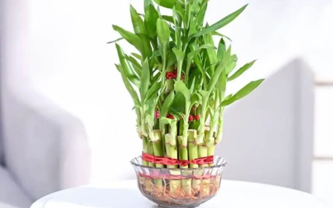 3 Tanaman Hias Ini Dipercaya Pembawa Hoki di Dalam Rumah 3 Tanaman Hias Ini Dipercaya Pembawa Hoki di Dalam Rumah