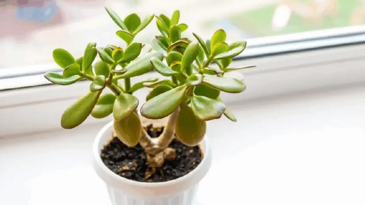 Wajib Dimiliki Dirumah! Tanaman Hias ini Tak Hanya Indah Tapi Bisa Bawa Hoki Wajib Dimiliki Dirumah! Tanaman Hias ini Tak Hanya Indah Tapi Bisa Bawa Hoki