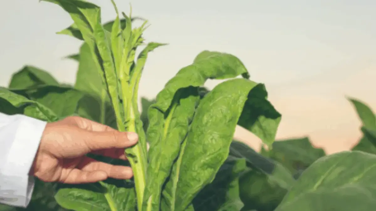 Petani Tembakau dan Pedagang Sampaikan Aspirasi, Minta Pansus Raperda KTR Pertimbangkan Sumber Penghidupan Petani Tembakau dan Pedagang Sampaikan Aspirasi, Minta Pansus Raperda KTR Pertimbangkan Sumber Penghidupan