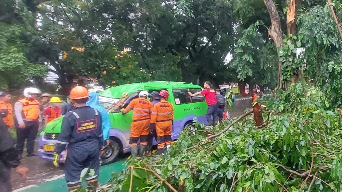 Pohon Tumbang Timpa Angkot di Jalan Pajajaran Bogor, Sopir dan Kenek Selamat Sebuah pohon besar tumbang akibat hujan angin dan menimpa satu unit angkutan kota (angkot) di Jalan Pajajaran,