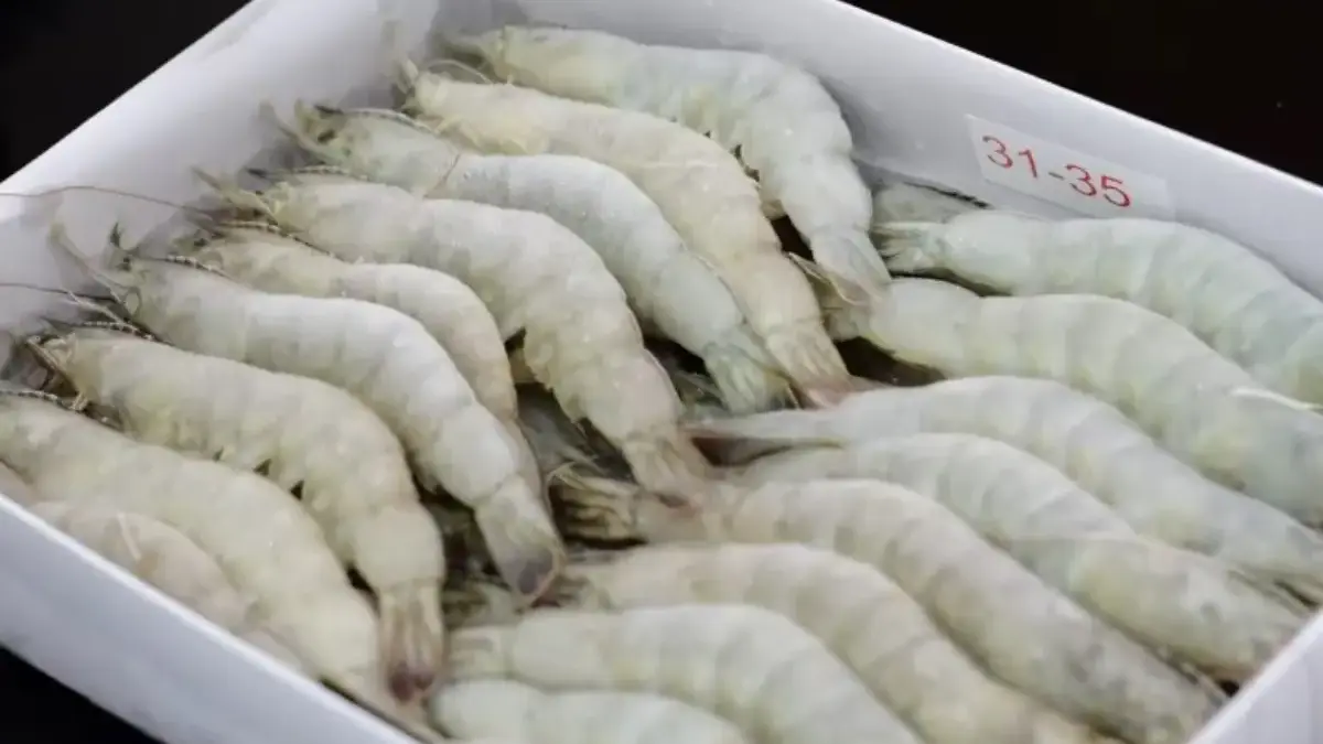 Ratusan Ton Udang RI Ditolak AS, Kerugian Capai Puluhan Miliar ILUSTRASI udang beku dari Indonesia yang ditolak AS karena terpapar radiokatif