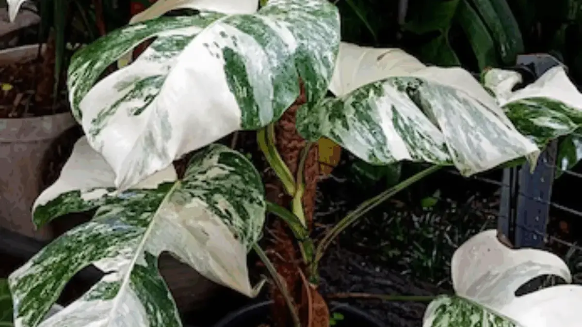 Inilah 10 Tanaman Hias Termahal, Tembus Miliaran Rupiah