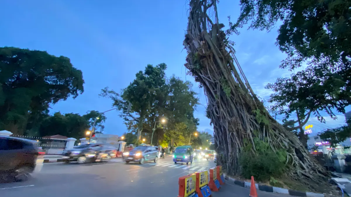 Penebangan Pohon Karet Kebo di Depan Balai Kota, Lalin SSA Jalan Juanda Bogor Diatur Kamis Pagi Penebangan Pohon Karet Kebo di Depan Balai Kota, Lalin SSA Jalan Juanda Bogor Diatur Kamis Pagi