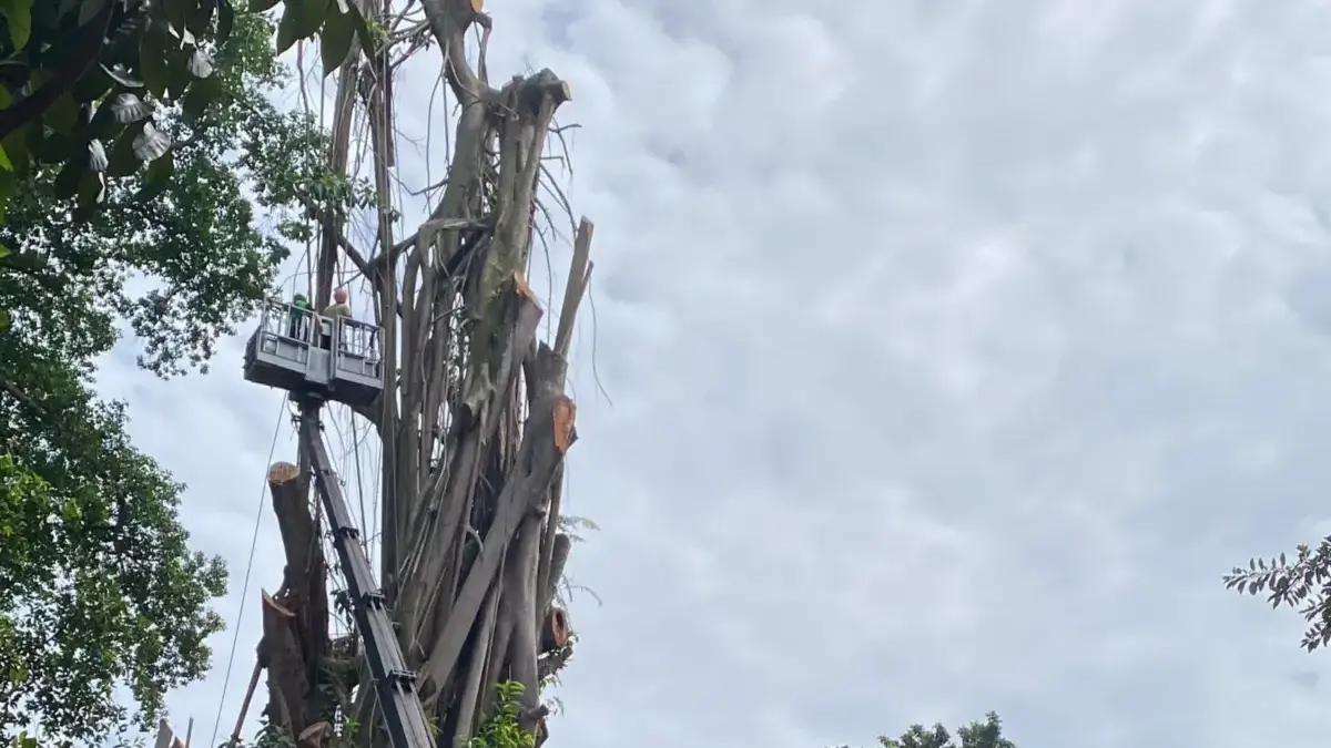 Pohon Karet Kebo Tua di Sekitar Balai Kota Bogor Ditebang, Disperumkim Pastikan Lakukan Penanaman Kembali