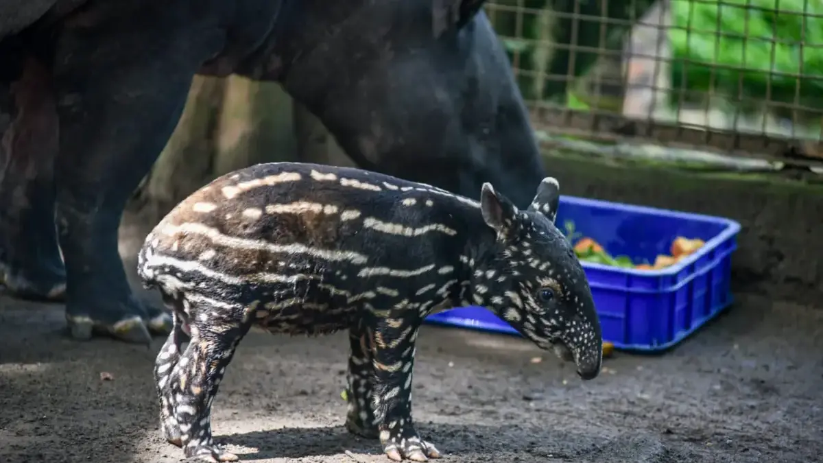 Menilik Anak Tapir Mungil Kesebelas di Bandung Zoo 