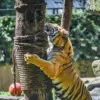 Begini Respons Pengelola Bandung Zoo Usai Disorot Organisasi Luar Negeri Imbas Penutupan