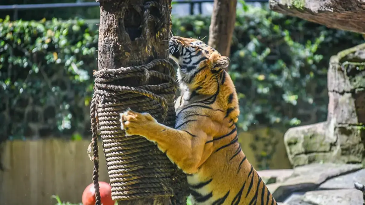 Begini Respons Pengelola Bandung Zoo Usai Disorot Organisasi Luar Negeri Imbas Penutupan