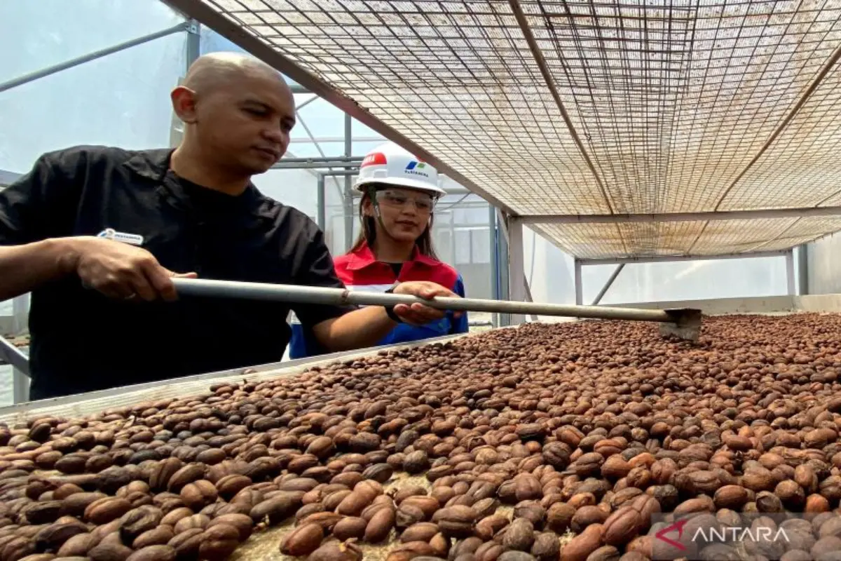 Sentuhan Panas Bumi Menyajikan Kopi Kamojang hingga Mendunia Kopi