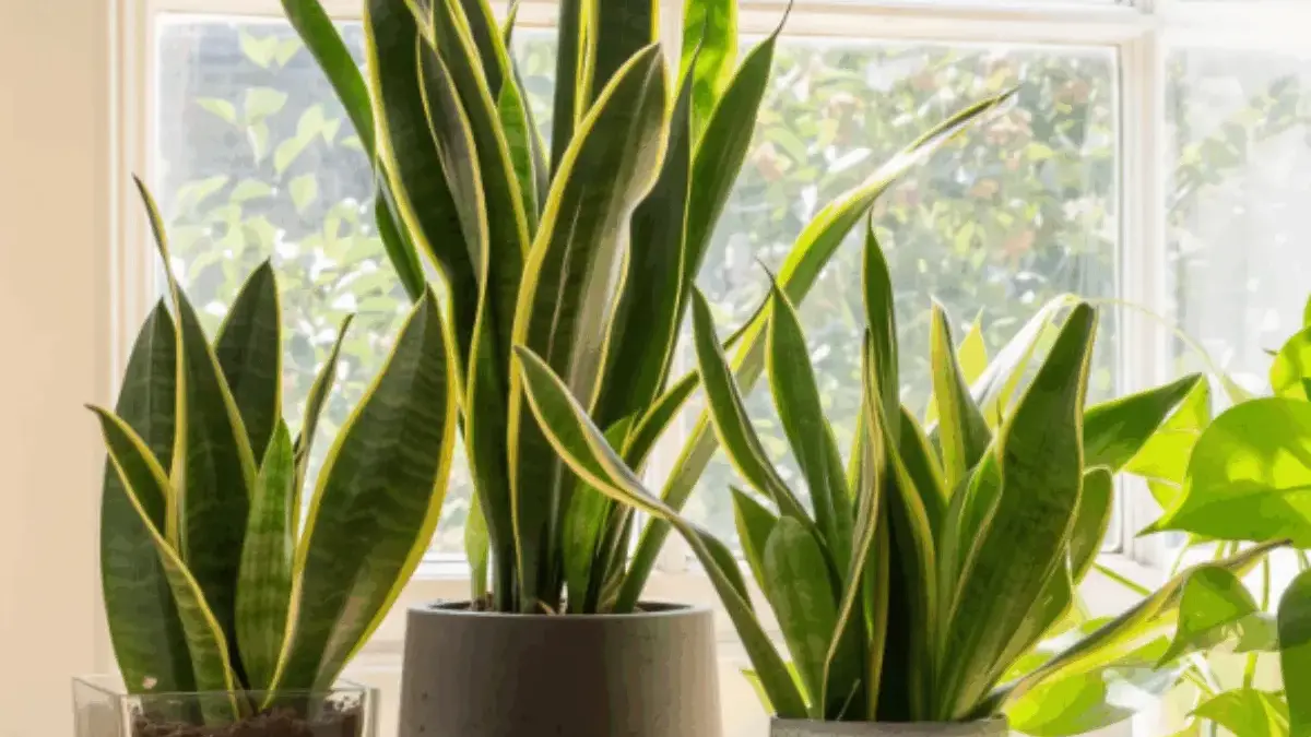 5 Tanaman Hias Pembawa Keberuntungan dengan Bentuk Cantik Mudah Dirawat Cocok untuk Pemula 5 Tanaman Hias Pembawa Keberuntungan dengan Bentuk Cantik Mudah Dirawat Cocok untuk Pemula