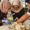 Upaya Pengendalian Populasi dan Cegah Penyakit Zoonosis, Cimahi Siapkan Shelter Kucing Upaya Pengendalian Populasi dan Cegah Penyakit Zoonosis, Cimahi Siapkan Shelter Kucing