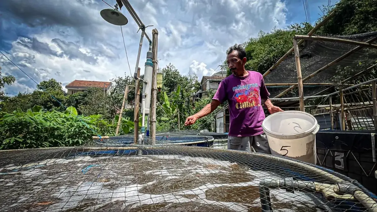 Budidaya Ikan Nila Sistem Bioflok Dorong Swasembada Pangan di Bandung Barat Budidaya Ikan Nila Sistem Bioflok Dorong Swasembada Pangan di Bandung Barat