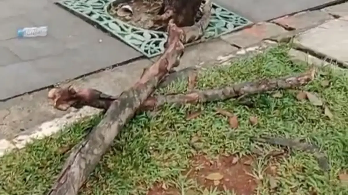 3 Orang Alami Luka-luka Akibat Tertimpa Pohon Tumbang di Jalan Edy Yoso Pakansari Bogor 