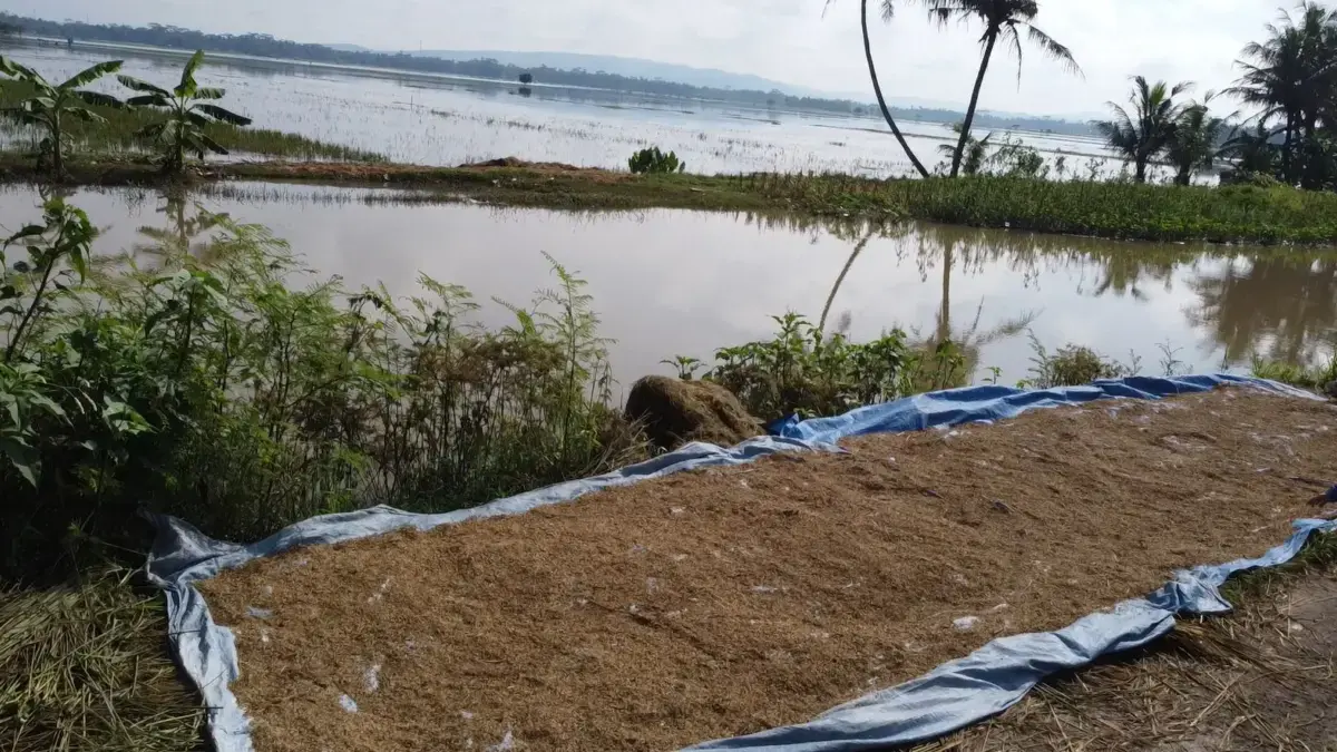 Ribuan Hektare Sawah di Ciamis Banjar dan Pangandaran Terendam Banjir, Petani Terancam Gagal Panen