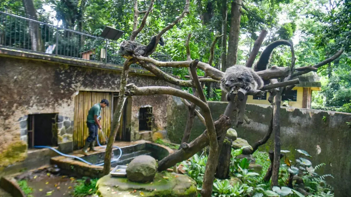 Pengelola Minta Pemkot Bandung Cabut Larangan Kunjungan ke Bandung Zoo