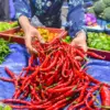 Harga Cabai Naik Akibat Cuaca Buruk, Pemkot Klaim Masih dalam Batas Wajar