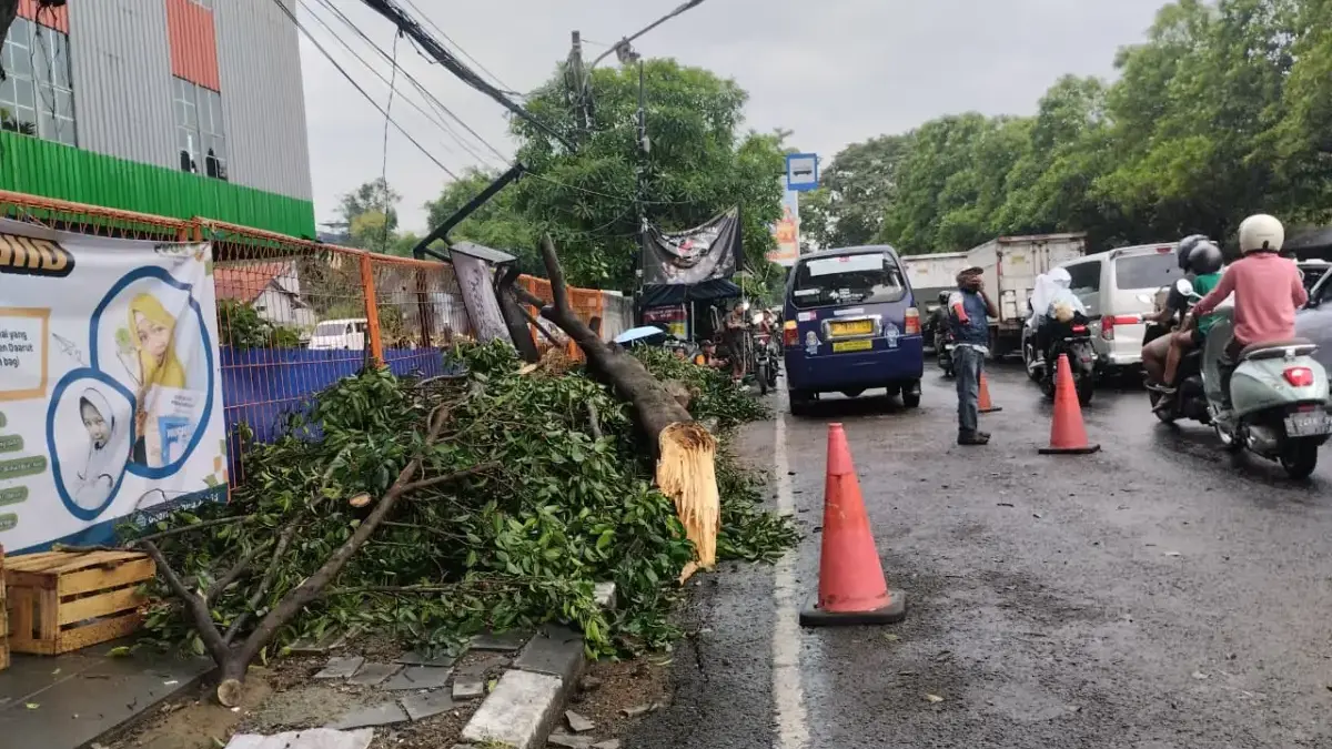 Hujan Deras Sebabkan Pohon Tumbang di Jalan Ibrahim Adjie Bandung, Arus Lalu Lintas Sempat Terganggu Hujan Deras Sebabkan Pohon Tumbang di Jalan Ibrahim Adjie Bandung, Arus Lalu Lintas Sempat Terganggu