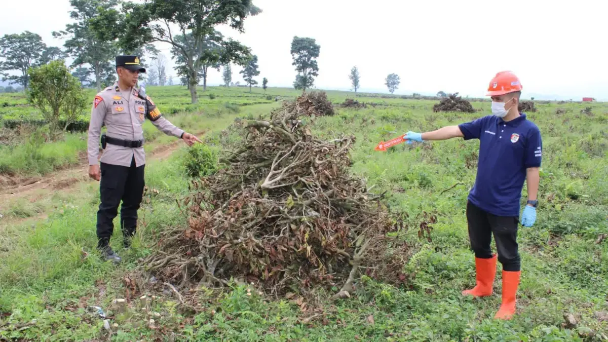Soal Perusakan Kebun Teh Pangalengan, Polisi Lakukan Penyelidikan!