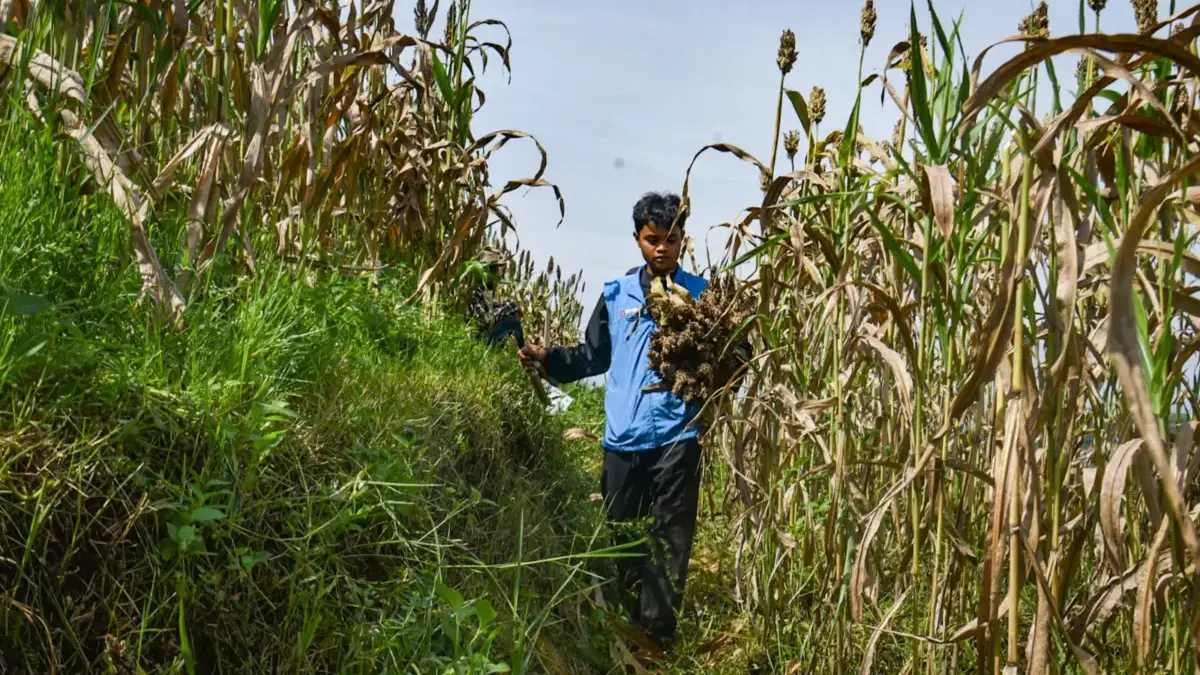 Progres Ketahanan Pangan Alternatif Sorgum, Bandung Kembangkan Riset dan Olahan