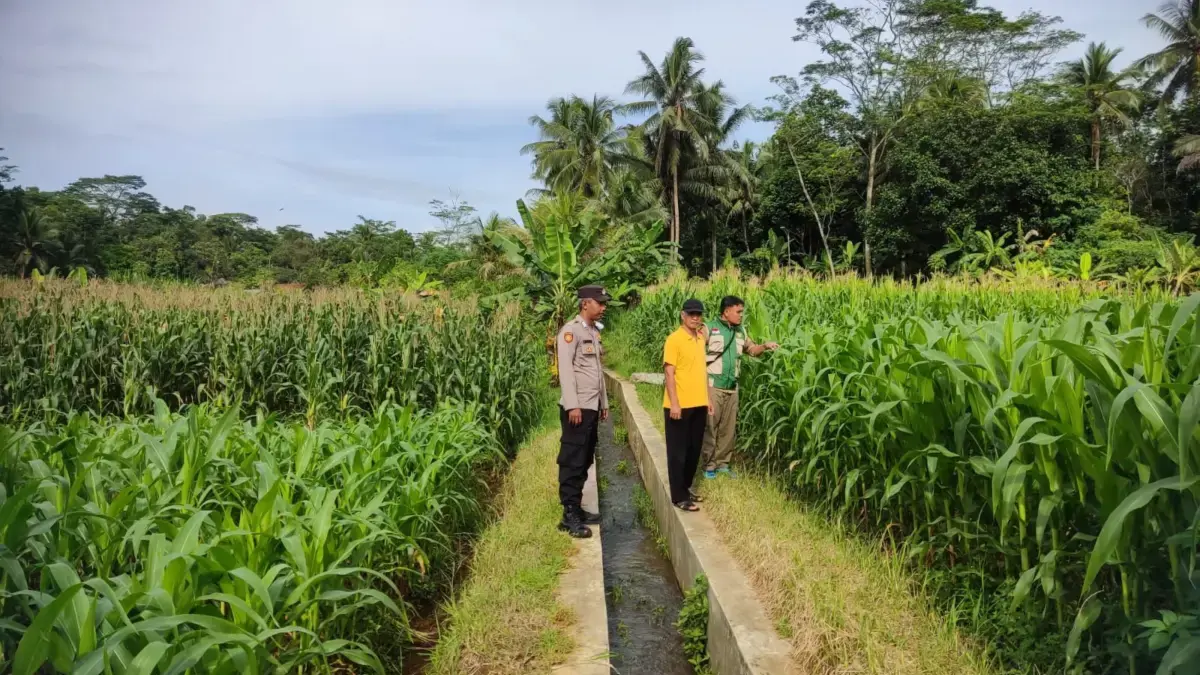 Polisi saat memonitor pertumbuhan jagung hibrida di Desa Petirhilir Kabupaten Ciamis belum lama ini