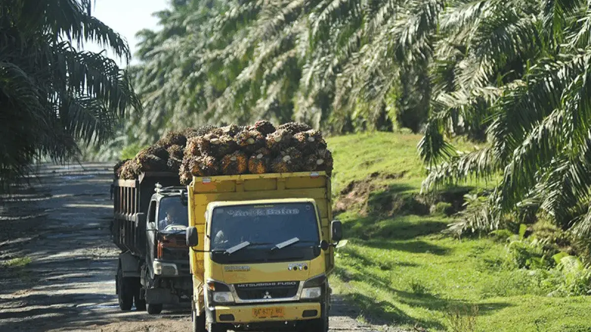 Sumber Penghidupan Bagi 16 Juta Orang, Industri Sawit Dinilai Masih Jadi Andalan Perekonomian Nasional 