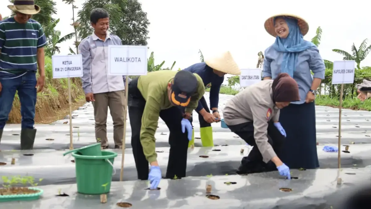 Wali Kota Cimahi Ngatiyana saat Gerak Tanam Komoditas Cabai (mong)