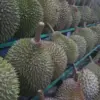Kembangkan Ekonomi, Durian Indonesia Bangkit sebagai Komoditas Strategis untuk Tembus Pasar Global