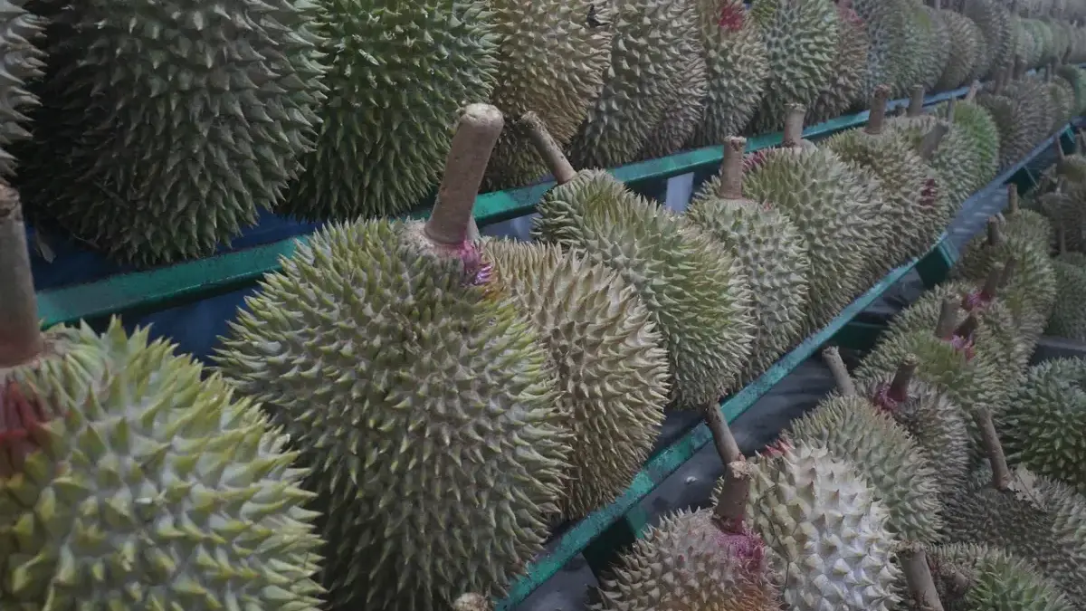Kembangkan Ekonomi, Durian Indonesia Bangkit sebagai Komoditas Strategis untuk Tembus Pasar Global