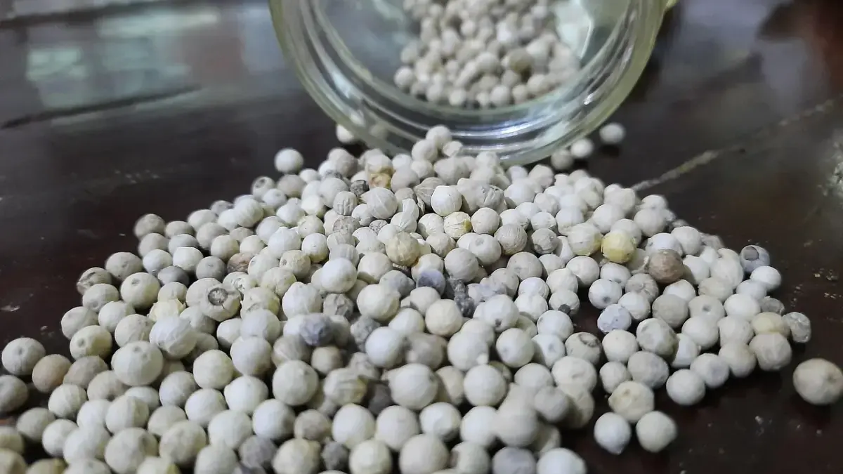 Tingkatkan Komoditas Ekspor, Kementan Diminta Kembangkan Varietas Unggul Tanaman Lada Babel 