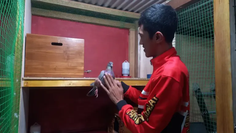 Piyikan Siap Lomba Laku 10 Pasang Sepekan, Ternakan Merpati Pandu Jaya Bandung Kian Diminati Sukma Pandu Permana