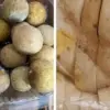 Buah lengkeng dan roti yang sudah berjamur menjadi menu MBG di salah satu wilayah di Kabupaten Ciamis. (Istime