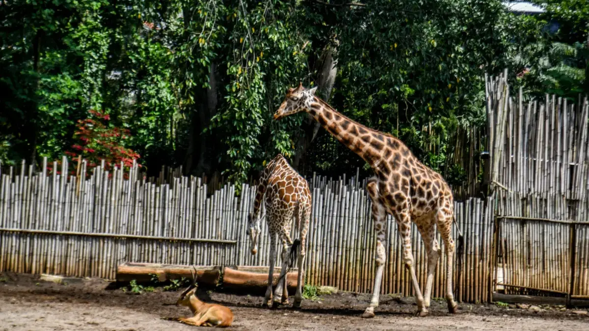 Dua Ekor Jerapah (Giraffa) Afrika dan seekor Rusa sedang berada di kandangnya di Kebun Binatang Bandung