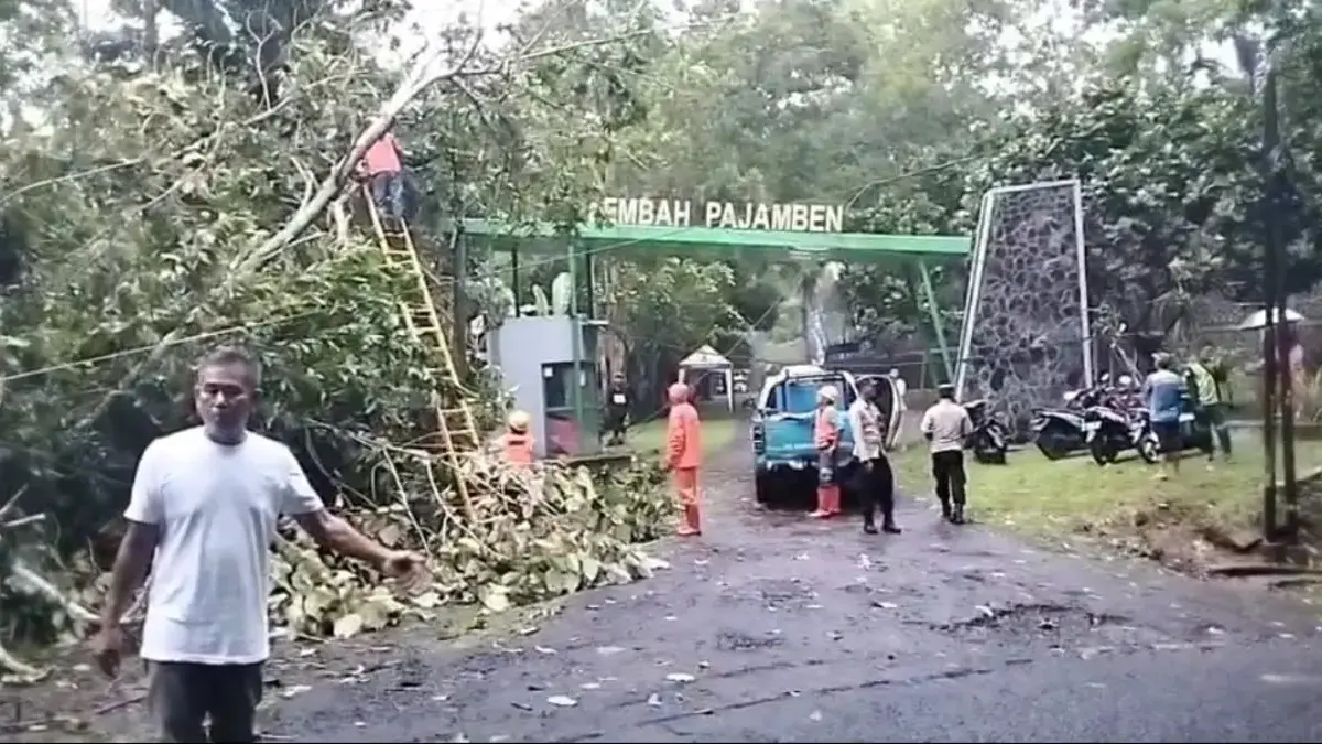 Pohon Akasia Tua Tumbang Timpa Warung di Kota Banjar, Seorang Anak Terluka