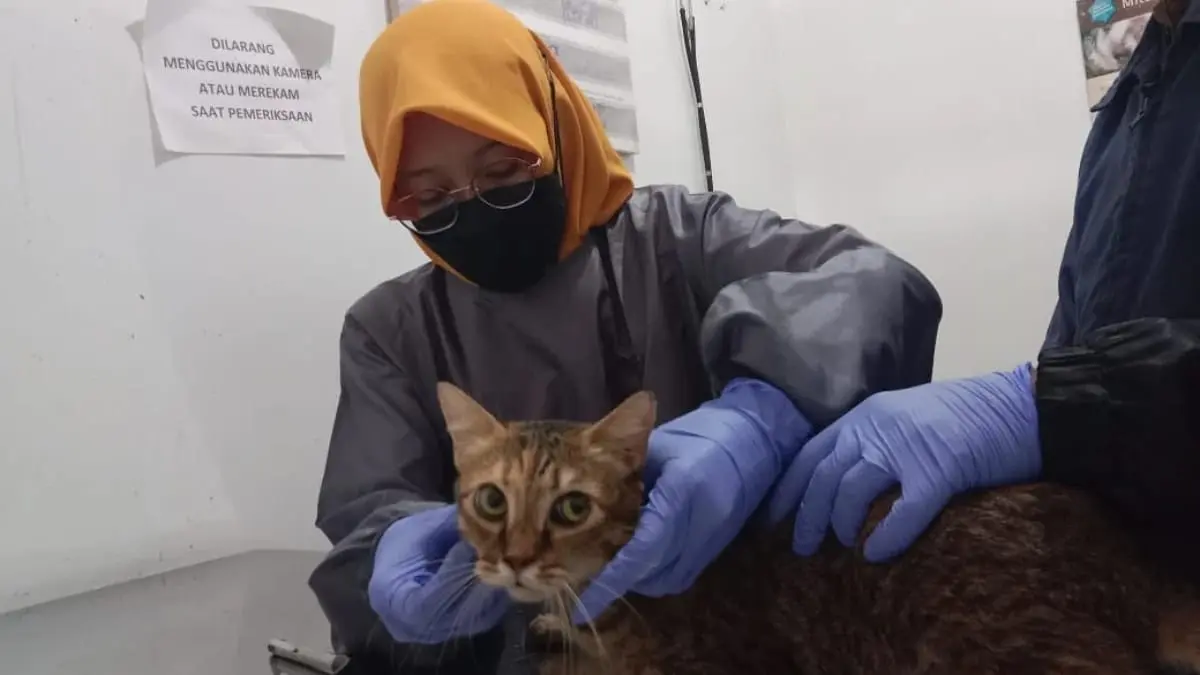 Menjaga Cimahi Bebas Rabies, Dispangtan Genjot Vaksinasi Hewan Tanpa Biaya